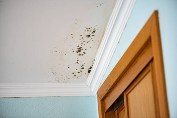 Best DIY Mold Remediation Support Services in Carrabelle, FL