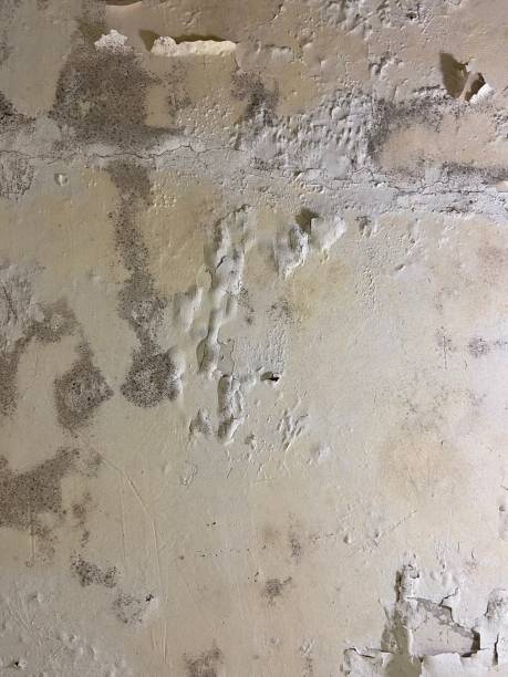 Best Residential Mold Remediation in Carrabelle, FL